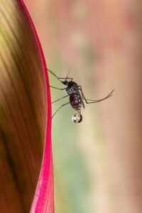 paises sin mosquitos