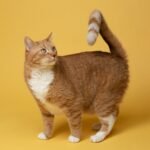 Gato