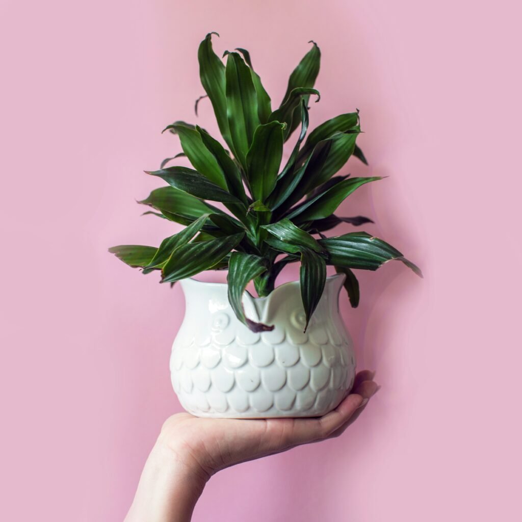 Planta