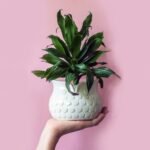 Planta