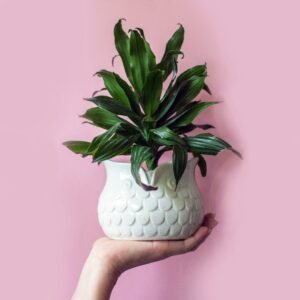 Planta